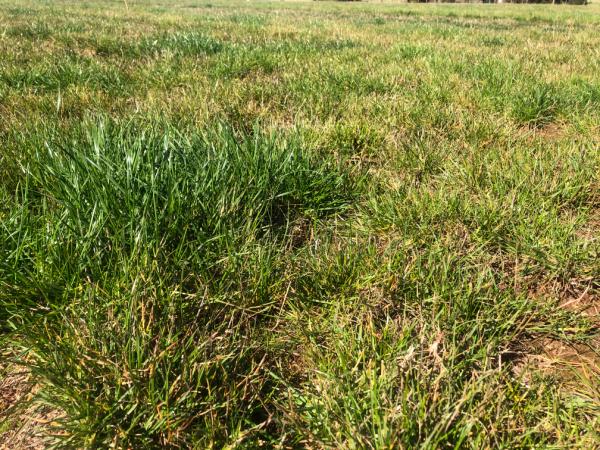 Up close to a urine spot in a nitrogen and potassium deficient paddock, note the increased pasture mass in the high fertility grass